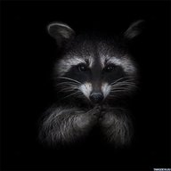 Mr.Raccoon