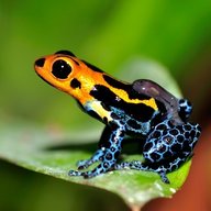 poisondartfrog