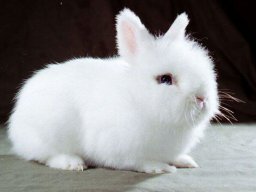 White Rabbit